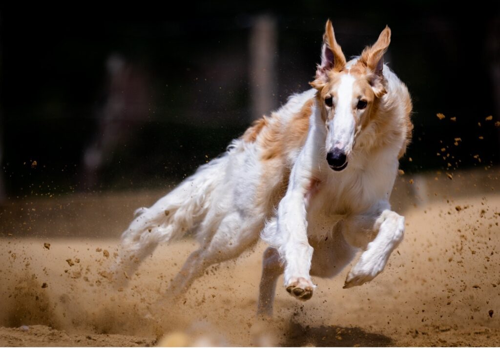 Afghan hound running