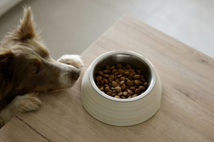 Dog with front paws up on table looking at his bowl of food