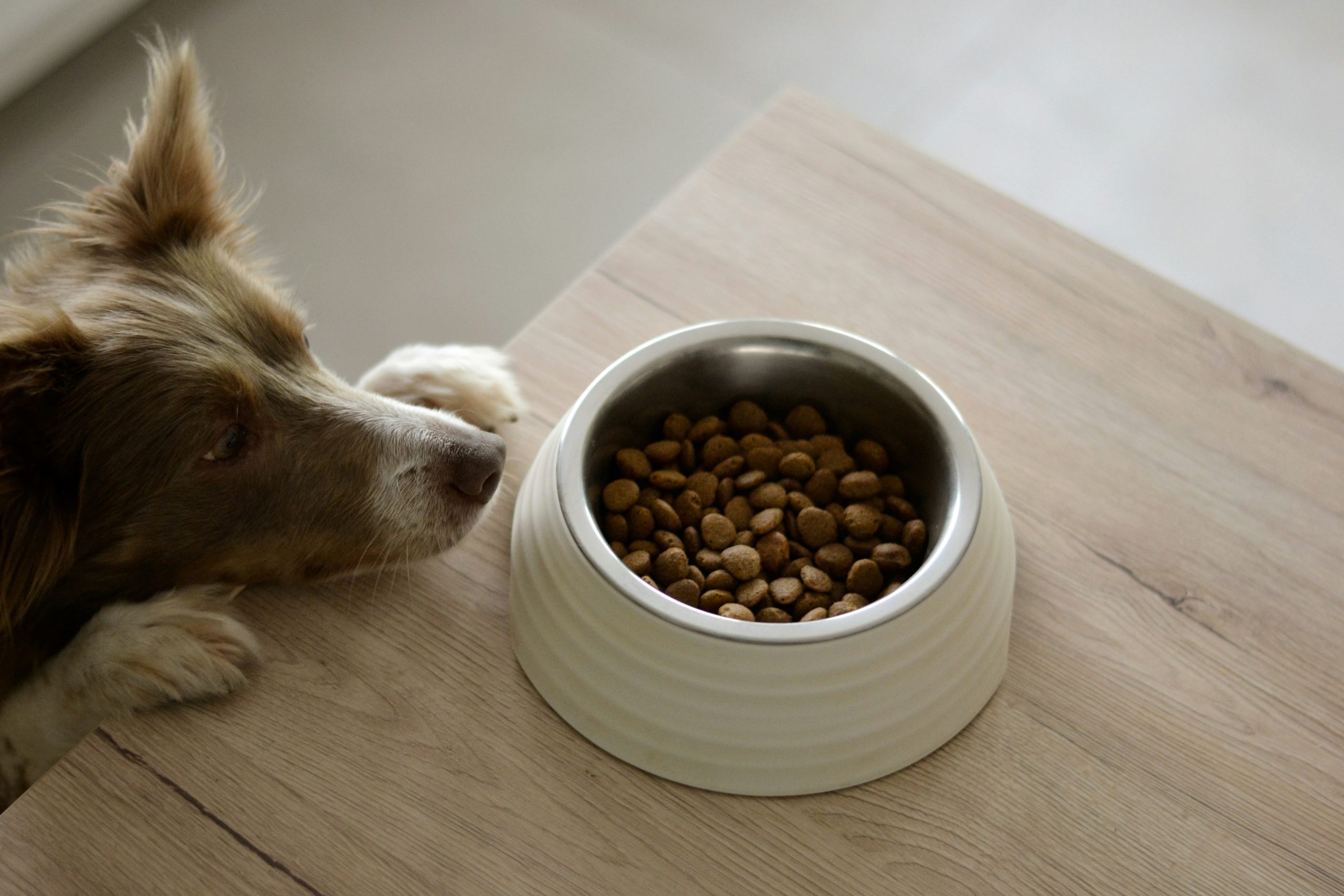Dog with front paws up on table looking at his bowl of food