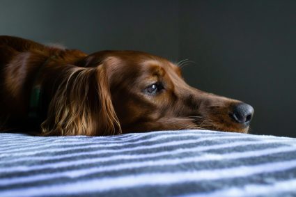 picture of a setter dog's head resting on blanket