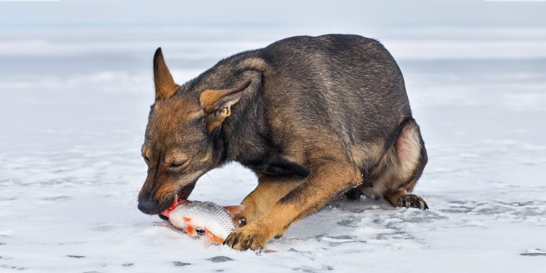 dog on frozen lake eating raw fish