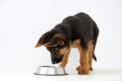 young dog staring into his food dish