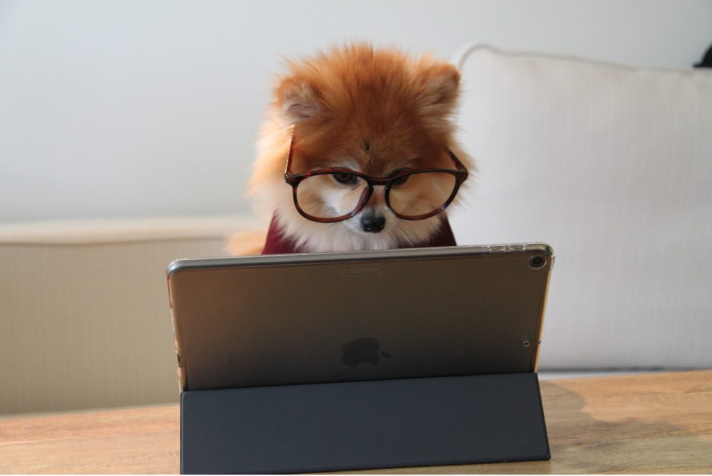 Small dog wearing glasses sitting at a computer