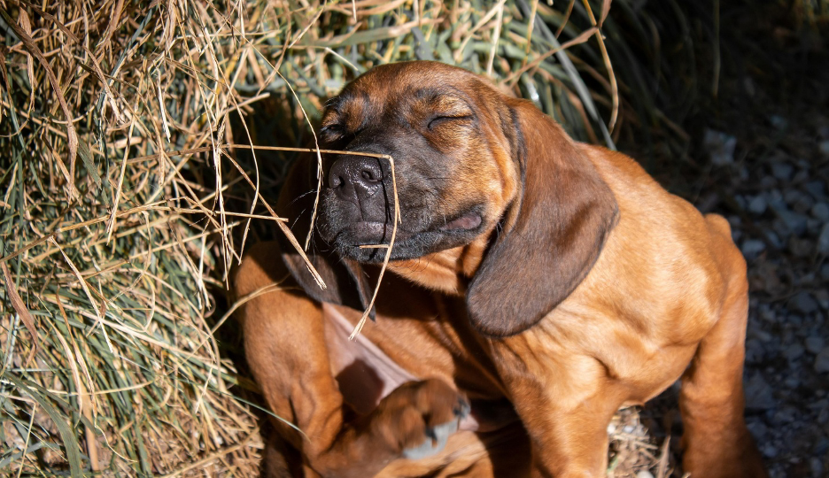 Puppy on grass scratching