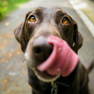 Dog licking chaps