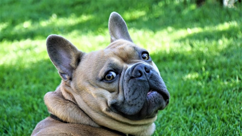 Pug