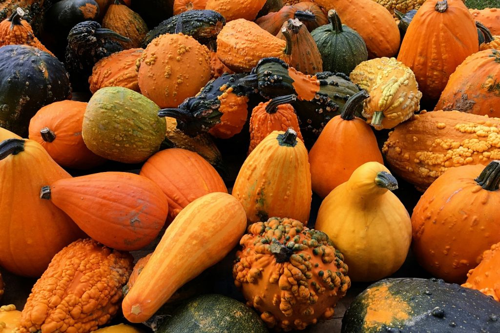Squash of all kinds are a recipe satple