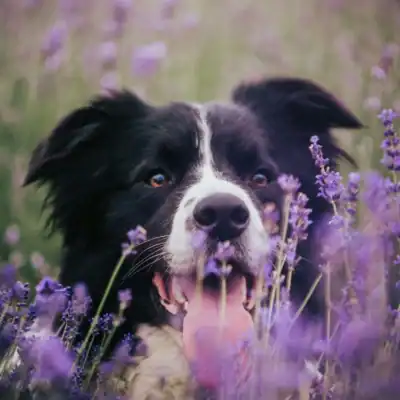 Herbal Learning Group (Dogs & Cats)